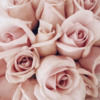 rosedesvents